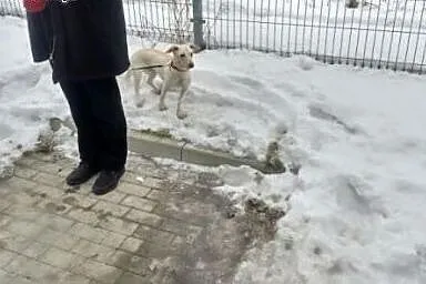 Malutka, jamniczkowata, cudna sunia NALA potrzebuj