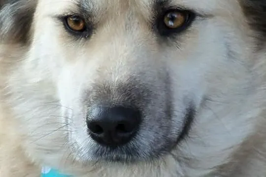 Greta psia piękność w kolorze bieli