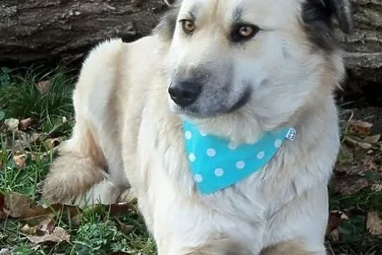 Greta psia piękność w kolorze bieli