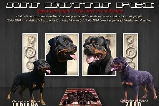 Rottweiler 4 i 6 mieś, Rodowody ZKwP/FCI. Ojciec-i