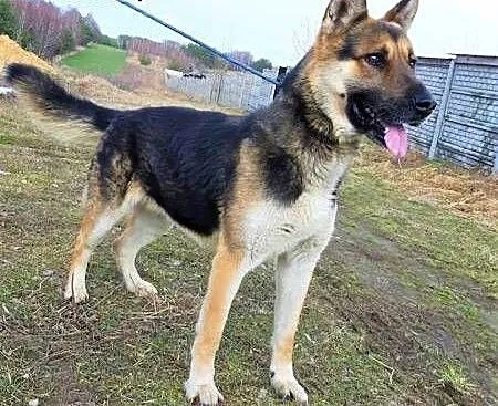 BREGO - piękny, dostojny psiak w typie owczarka; pilnie szuka domu!, łódzkie Łódź, Łódzkie, Łódź