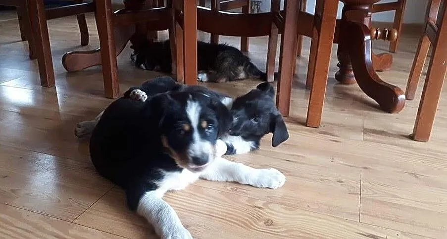 Oddam w dobre ręce dwa szczeniaczki., , Grudziądz