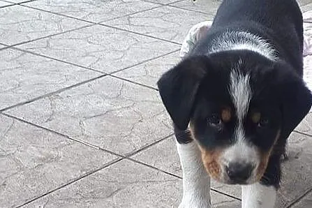 Oddam w dobre ręce dwa szczeniaczki., , Grudziądz