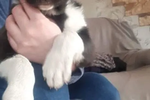 Oddam w dobre ręce dwa szczeniaczki., , Grudziądz