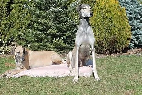 Miot Sloughi- Arabian Greyhound,  Pozostałe rasy c, cała Polska