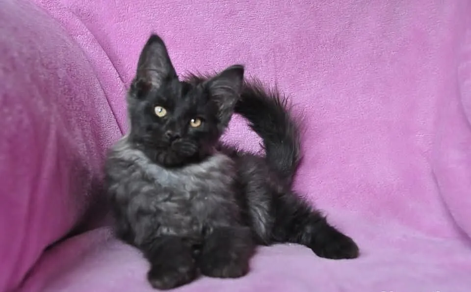KOCIĘTA MAINE COON---śliczne Xanti Land*Pl zaprasz