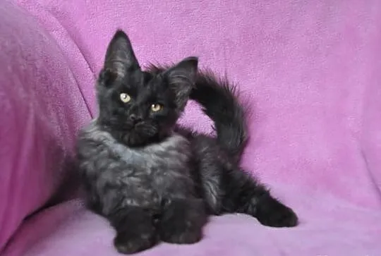 KOCIĘTA MAINE COON---śliczne Xanti Land*Pl zaprasz