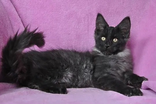 KOCIĘTA MAINE COON---śliczne Xanti Land*Pl zaprasz
