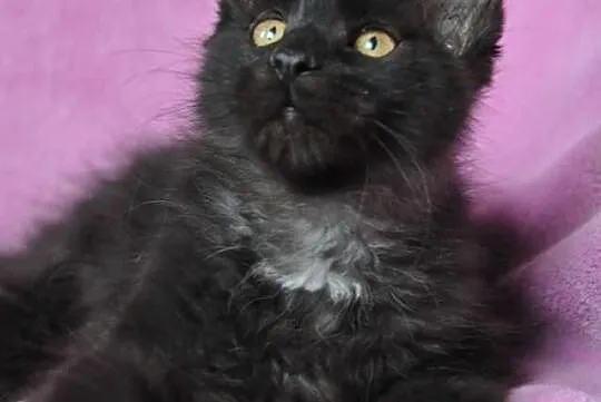 KOCIĘTA MAINE COON---śliczne Xanti Land*Pl zaprasz