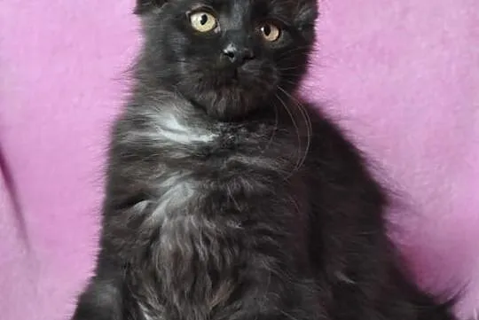 KOCIĘTA MAINE COON---śliczne Xanti Land*Pl zaprasz