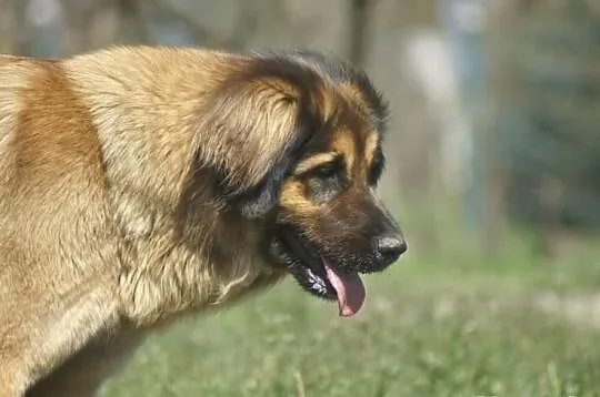 Leonberger, leonbergery szczenięta po chamiponie