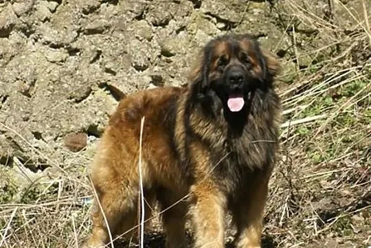 Leonberger, leonbergery szczenięta po chamiponie