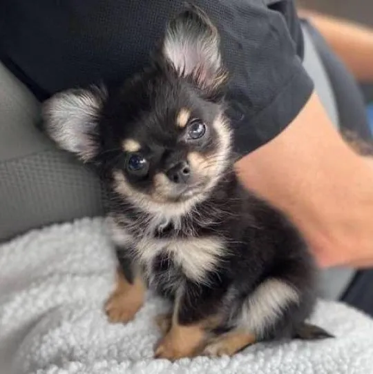 Przepiękne szczenięta chihuahua gotowe do sprzedaży w nowych domach, Wielkopolskie, Poznań