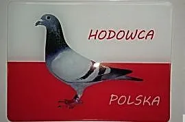 Naklejki wypukłe dla hodowców gołębi,prezent, gadż, Ruda Śląska