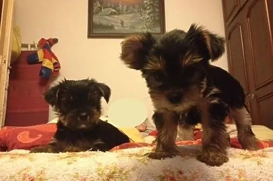 Yorkshire Terrier WARSZAWA York