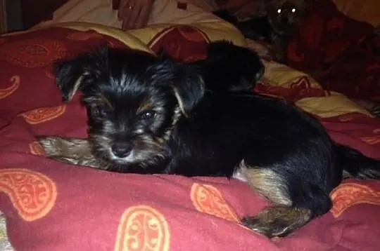 Yorkshire Terrier WARSZAWA York