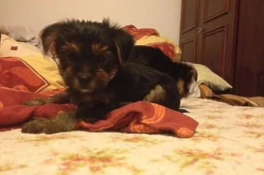 Yorkshire Terrier WARSZAWA York
