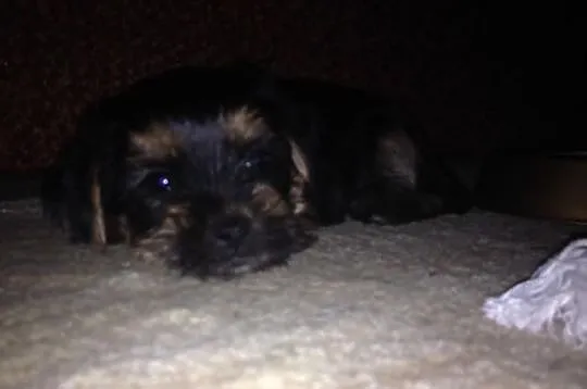 Yorkshire Terrier WARSZAWA York