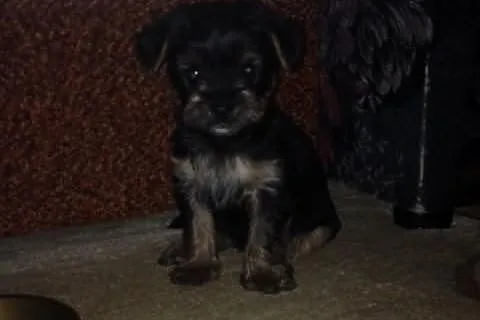 Yorkshire Terrier WARSZAWA York