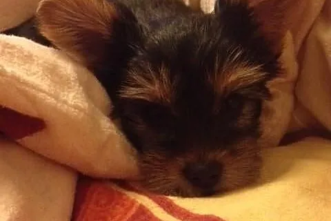 Yorkshire Terrier WARSZAWA York