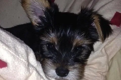 Yorkshire Terrier WARSZAWA York