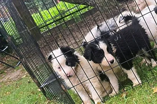 Szczeniaki border collie, Małopolskie, Myślenice