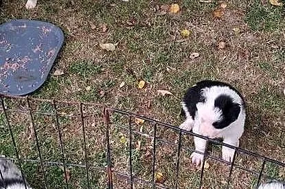 Szczeniaki border collie, Małopolskie, Myślenice
