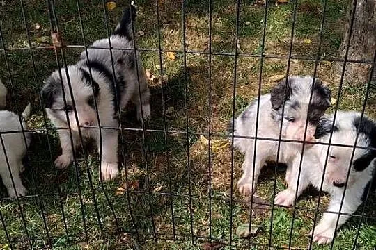 Szczeniaki border collie, Małopolskie, Myślenice