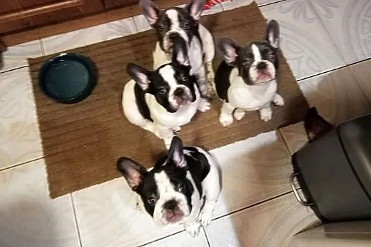 Buldog franc. 