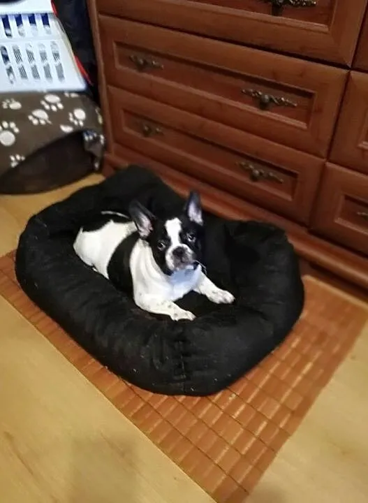 Buldog franc.