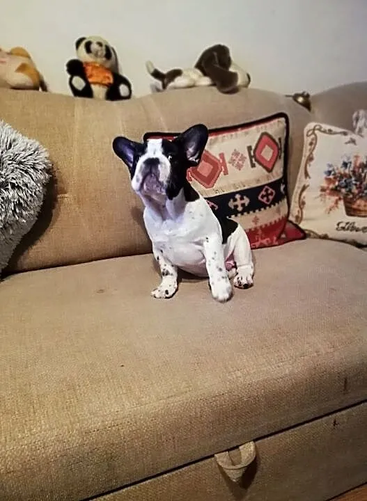 Buldog franc.