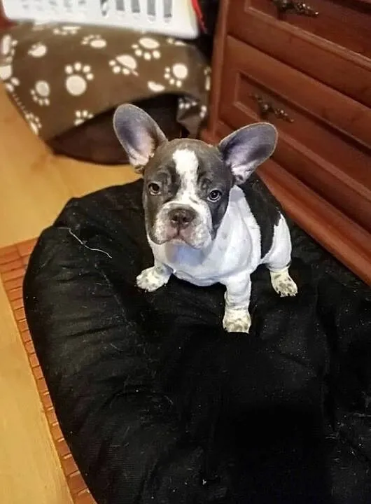 Buldog franc.