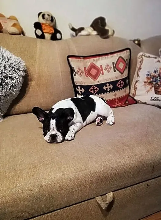 Buldog franc.