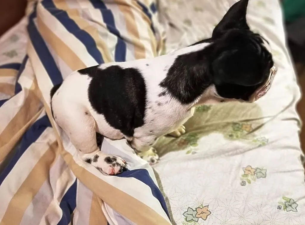 Buldog franc.