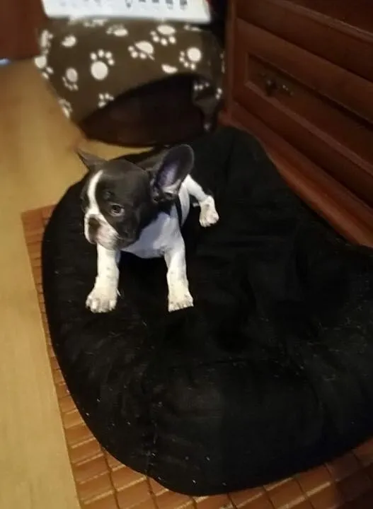 Buldog franc.