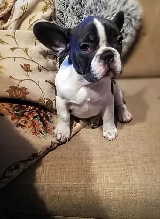 Buldog franc.
