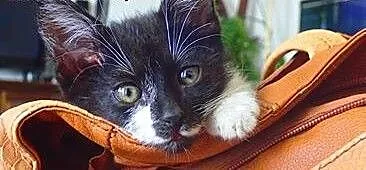 Moryc, najsłodszy kot świata . Adoptuj. , mazowie