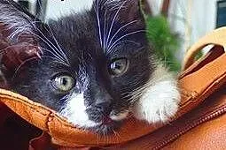 Moryc, najsłodszy kot świata . Adoptuj. ,  mazowie