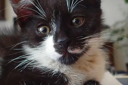 Moryc, najsłodszy kot świata . Adoptuj. ,  mazowie