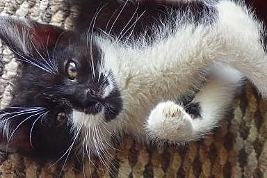 Moryc, najsłodszy kot świata . Adoptuj. ,  mazowie