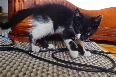 Moryc, najsłodszy kot świata . Adoptuj. ,  mazowie