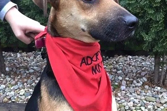 Sara - młoda sunia do adopcji