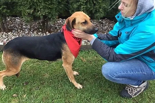 Sara - młoda sunia do adopcji