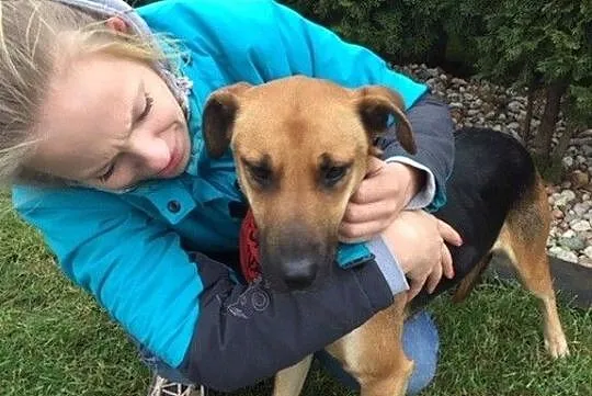 Sara - młoda sunia do adopcji