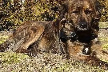 Adoptuj – Bella czeka na wyjątkowy dom,  łódzkie Skierniewice