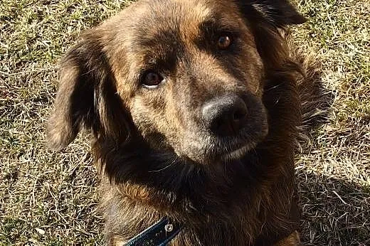 Adoptuj – Bella czeka na wyjątkowy dom, 