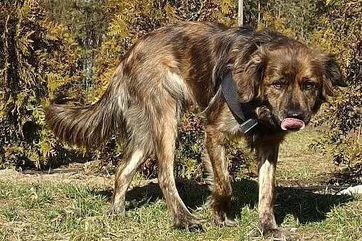Adoptuj – Bella czeka na wyjątkowy dom, 