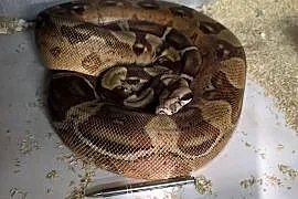 Boa BCI waż samica