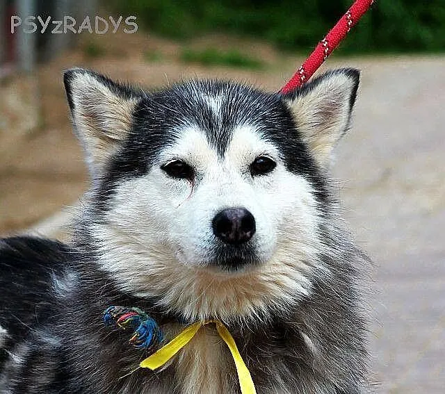 SZEKLA piękna młoda sunia husky