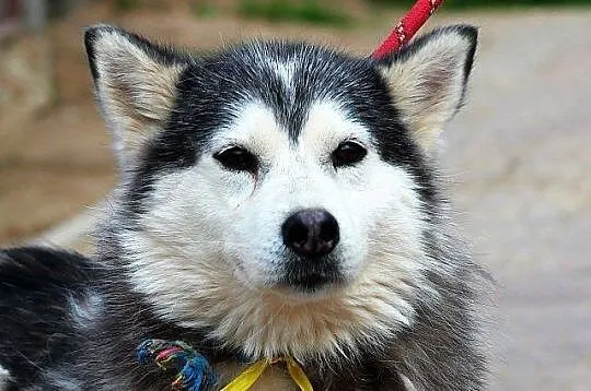SZEKLA piękna młoda sunia husky
